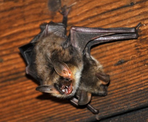 bat issues