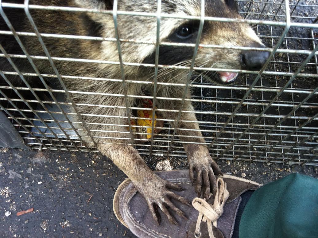 Raccoons Removal Blog