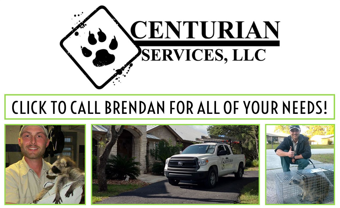 Animal Control | 24/7 Wildlife Control | Your Local Wildlife Animal Control  & Wildlife Removal Company