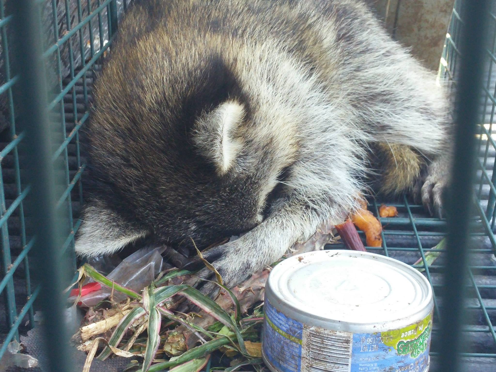 tools to trap raccoons