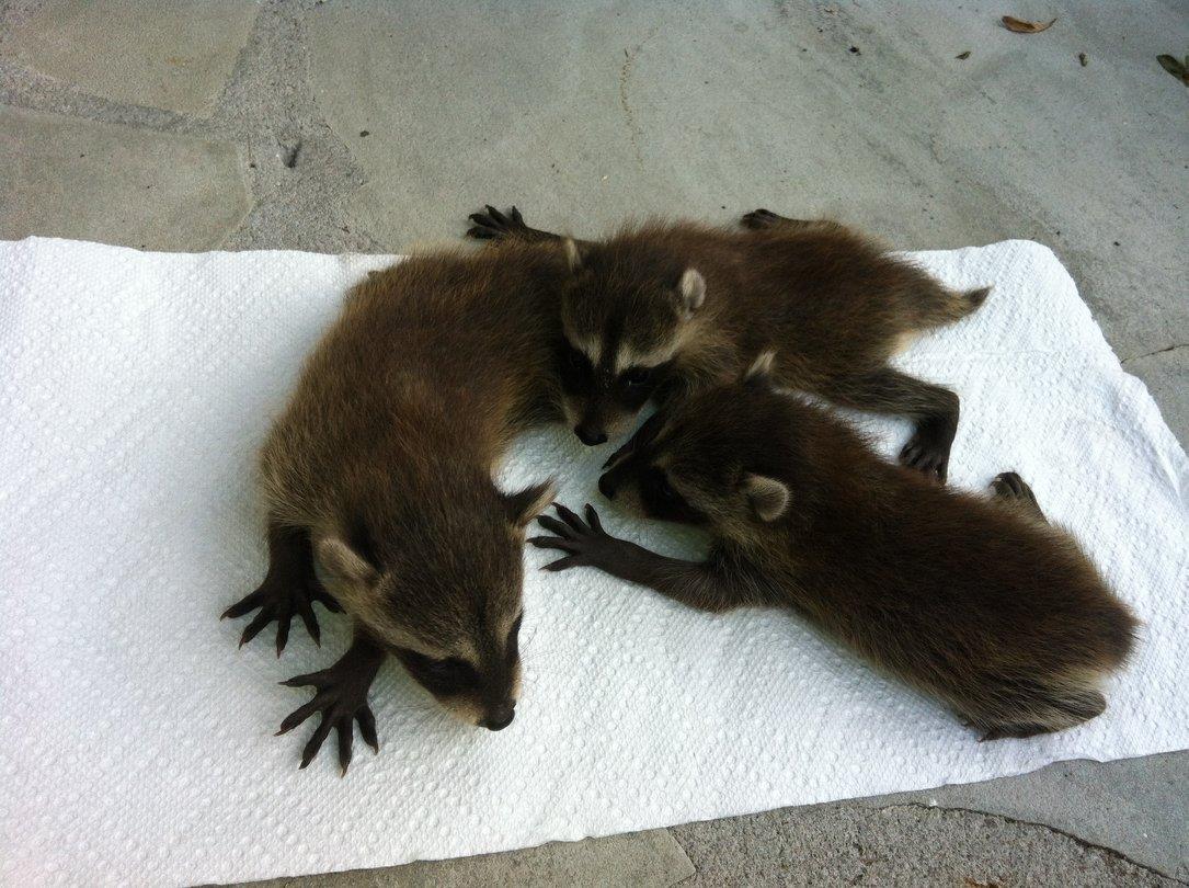 trapping baby raccooons