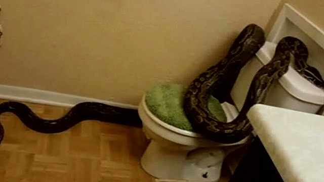 Snake poop is dangerous