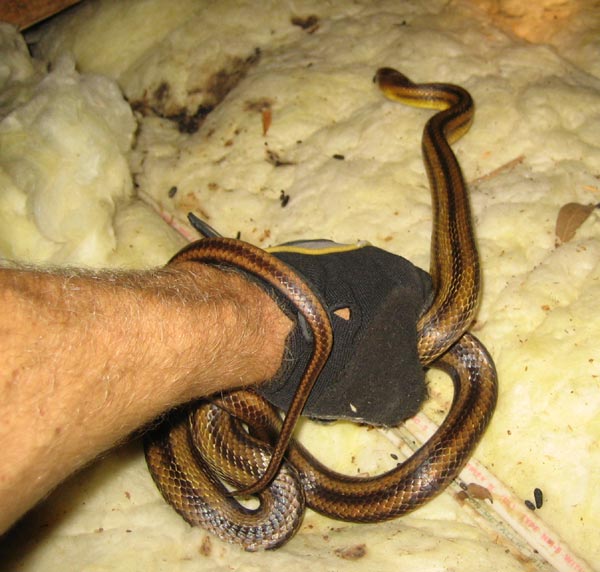 handling baby Snakes